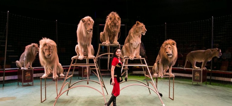 سیرک سوچی | Sochi Circus