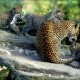 srilanka