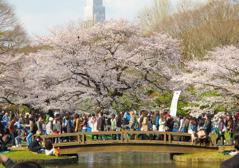 جشن شکوفه های ژاپن