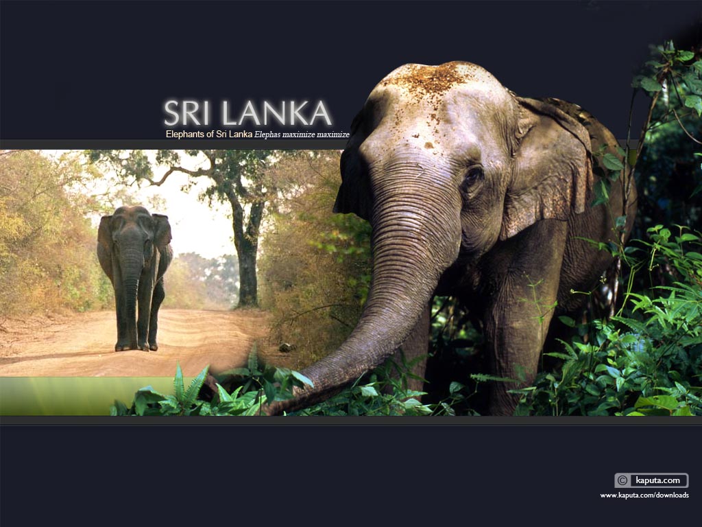 دیدنی های سریلانکا