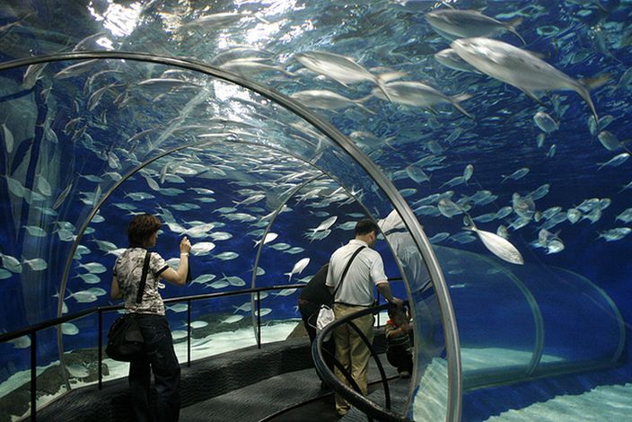 Photo of آکواریوم اقیانوس شانگهای | Shanghai Ocean Aquarium