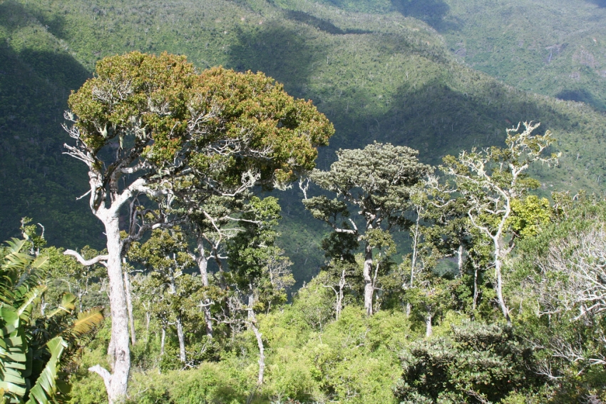 Photo of منطقه حفاظت شده بلک ریور جورج موریس | منطقه جنگلی رودخانه سیاه موریس