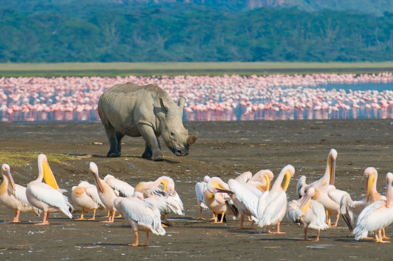 تور حیات وحش کنیا