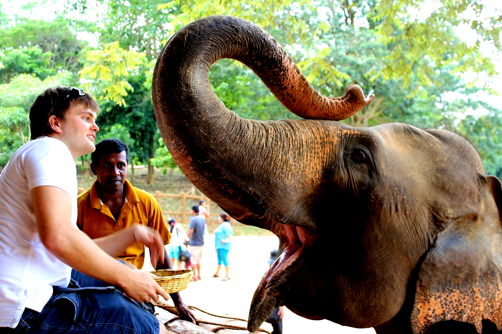 غذا دادن به فیل های پیناوالا