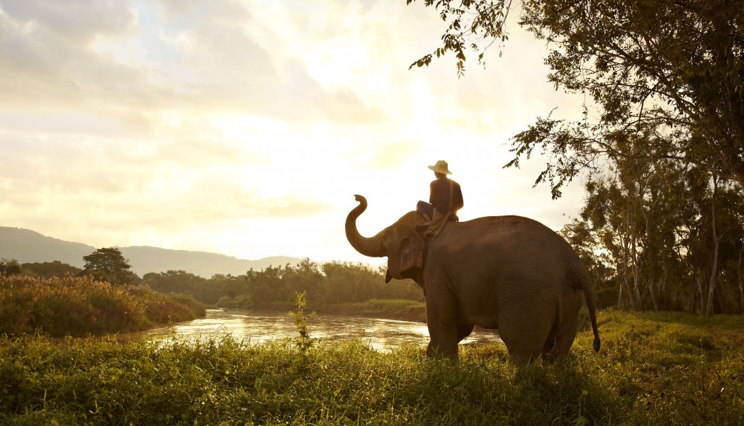 فیل سواری در پیناوالا