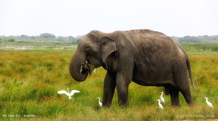 مرکز نگهداری فیل های پیناوالا