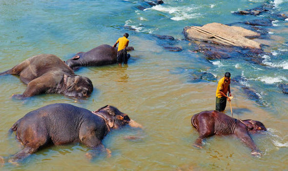 حمام کردن فیل های پیناوالا