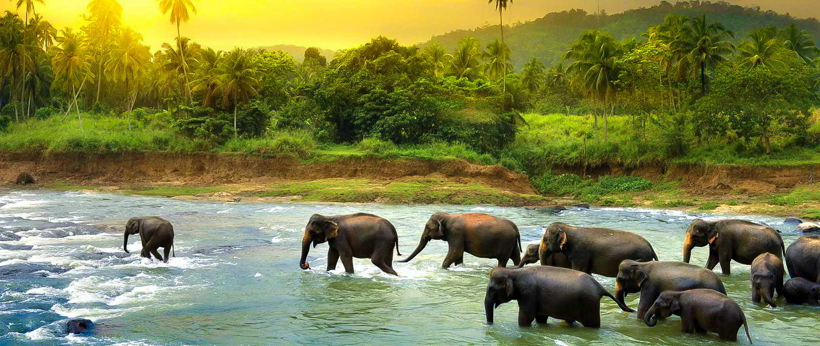مرکز نگهداری فیل های پیناوالا