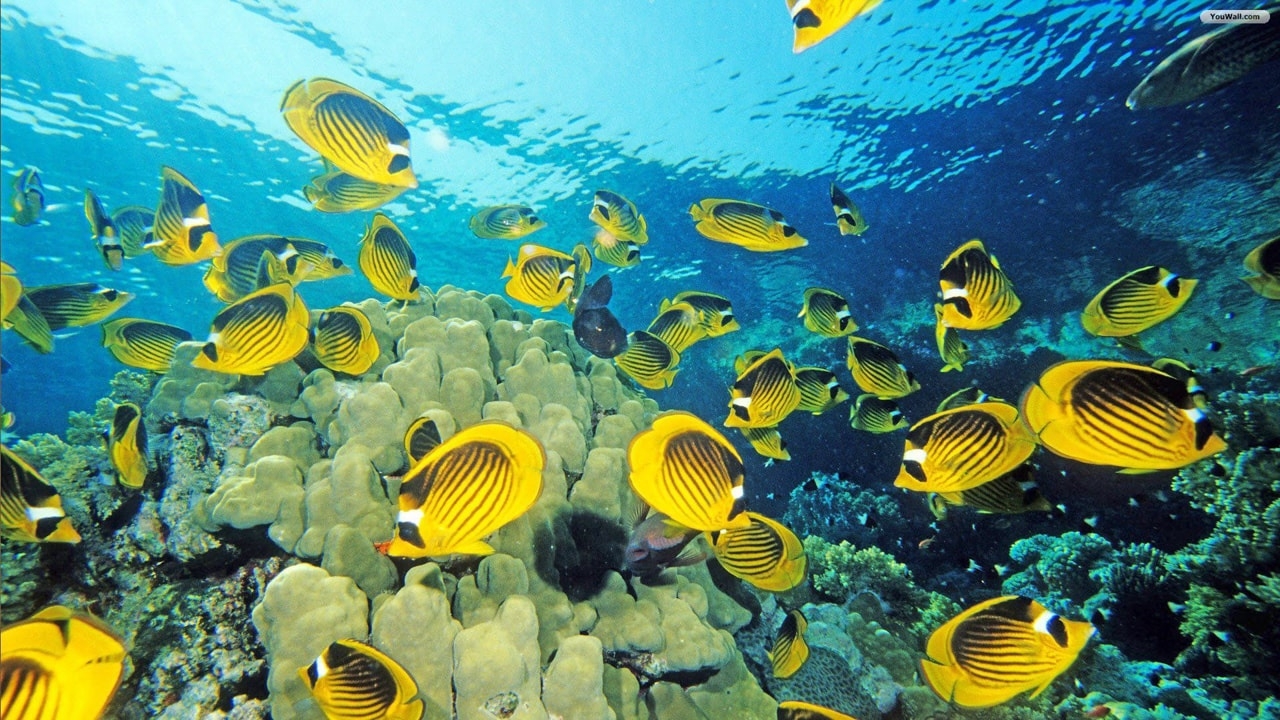 دنیای زیر آب مالدیو