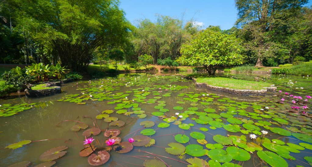 باغ گیاهشناسی کندی سریلانکا