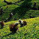  چای سیلان در سریلانکا