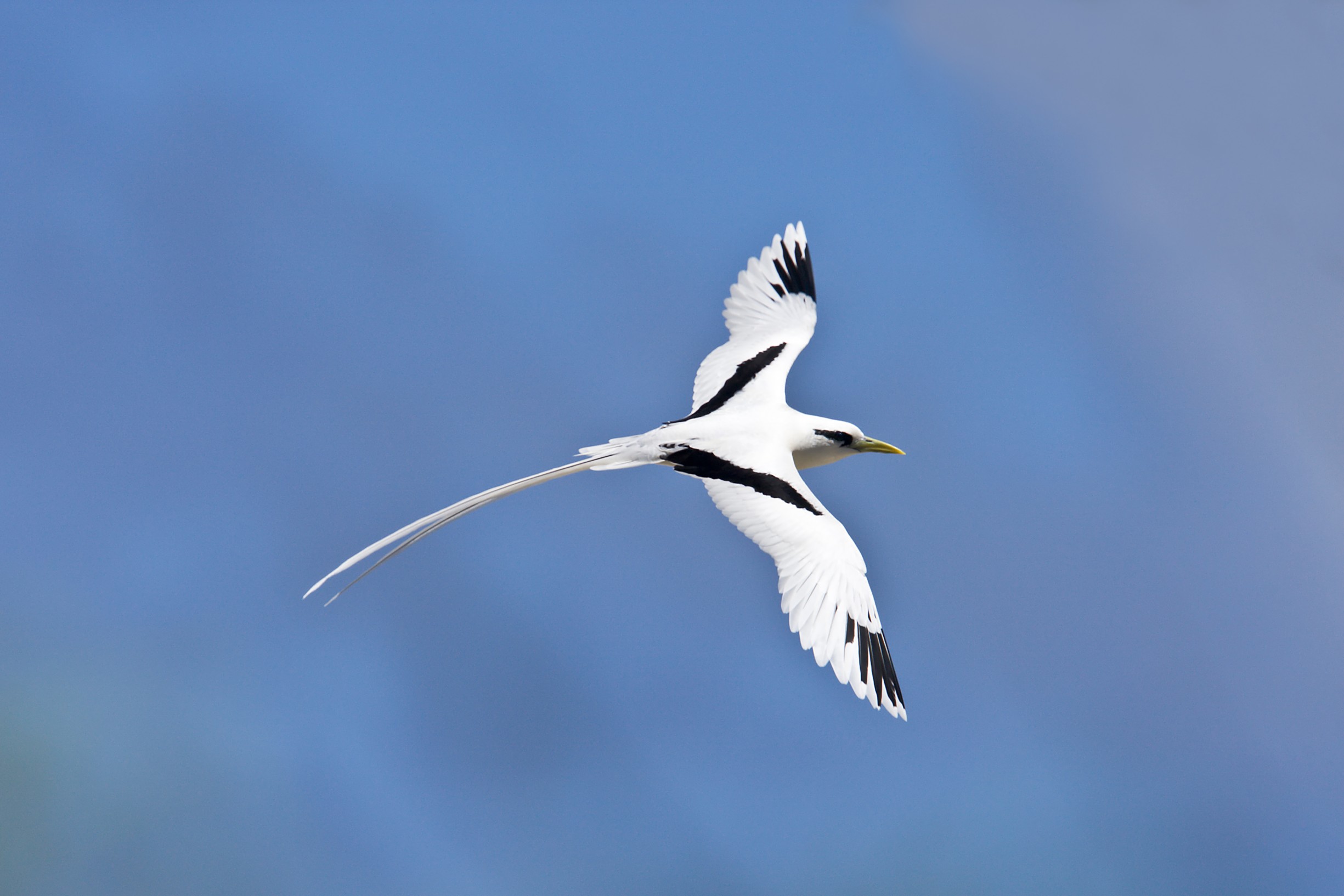 Белая птичка с длинным хвостом. Фаэтон птица Мальдивы. Белохвостый Фаэтон. Белохвостый Фаэтон Сейшелы. Краснохвостый Фаэтон.
