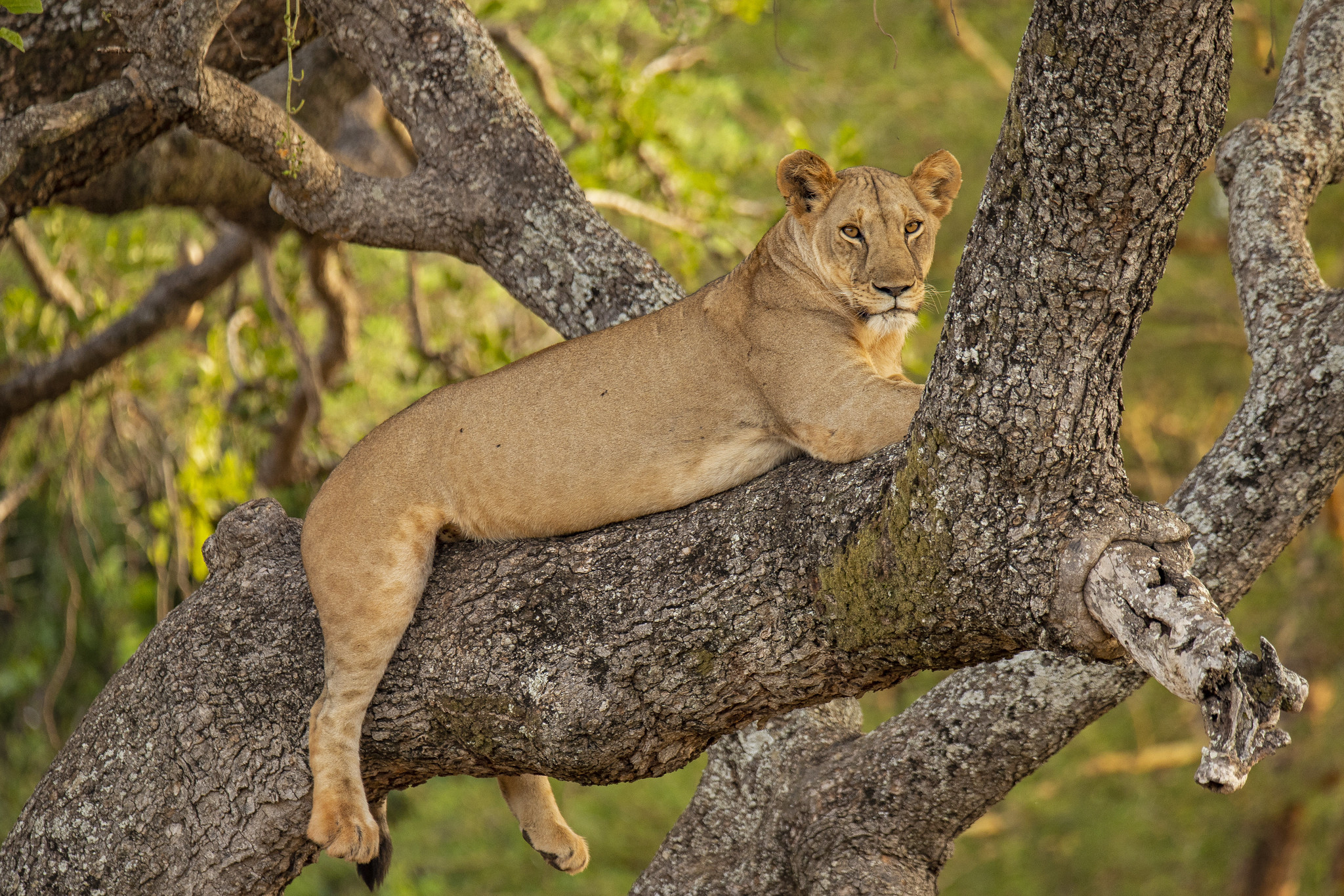 تور حیات وحش تانزانیا