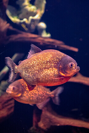 گونه ای از ماهی درون آکواریوم-1