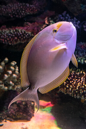 گونه ای از ماهی درون آکواریوم