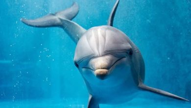 Photo of دلفین های سیشل | تور تماشای دلفین های آزاد در اقیانوس