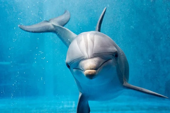 دلفین های سیشل