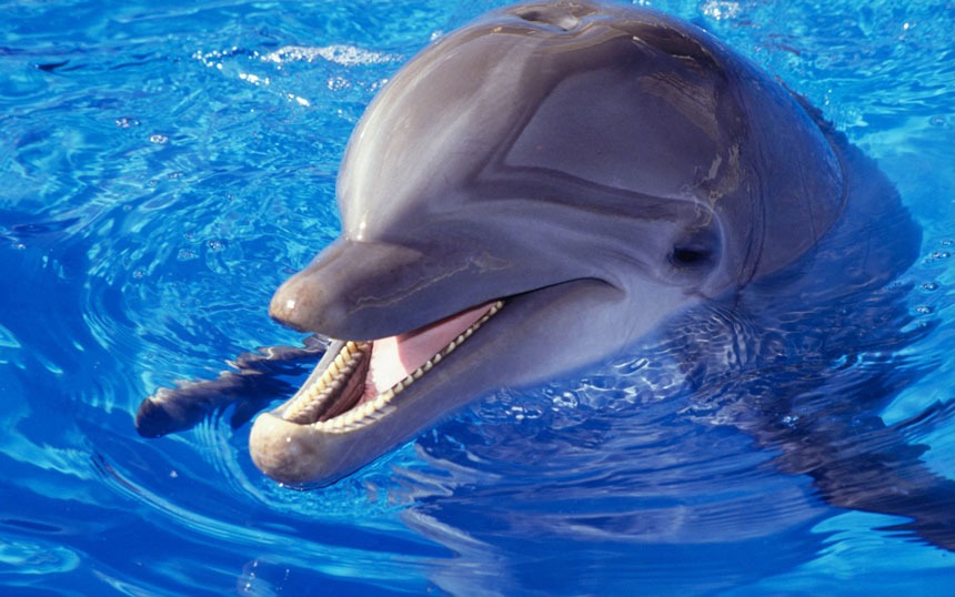 دلفین دندان ناصاف