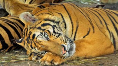 Photo of باغ وحش سافاری ورلد در بانکوک مکانی که حتما باید از آن دیدن کنید!