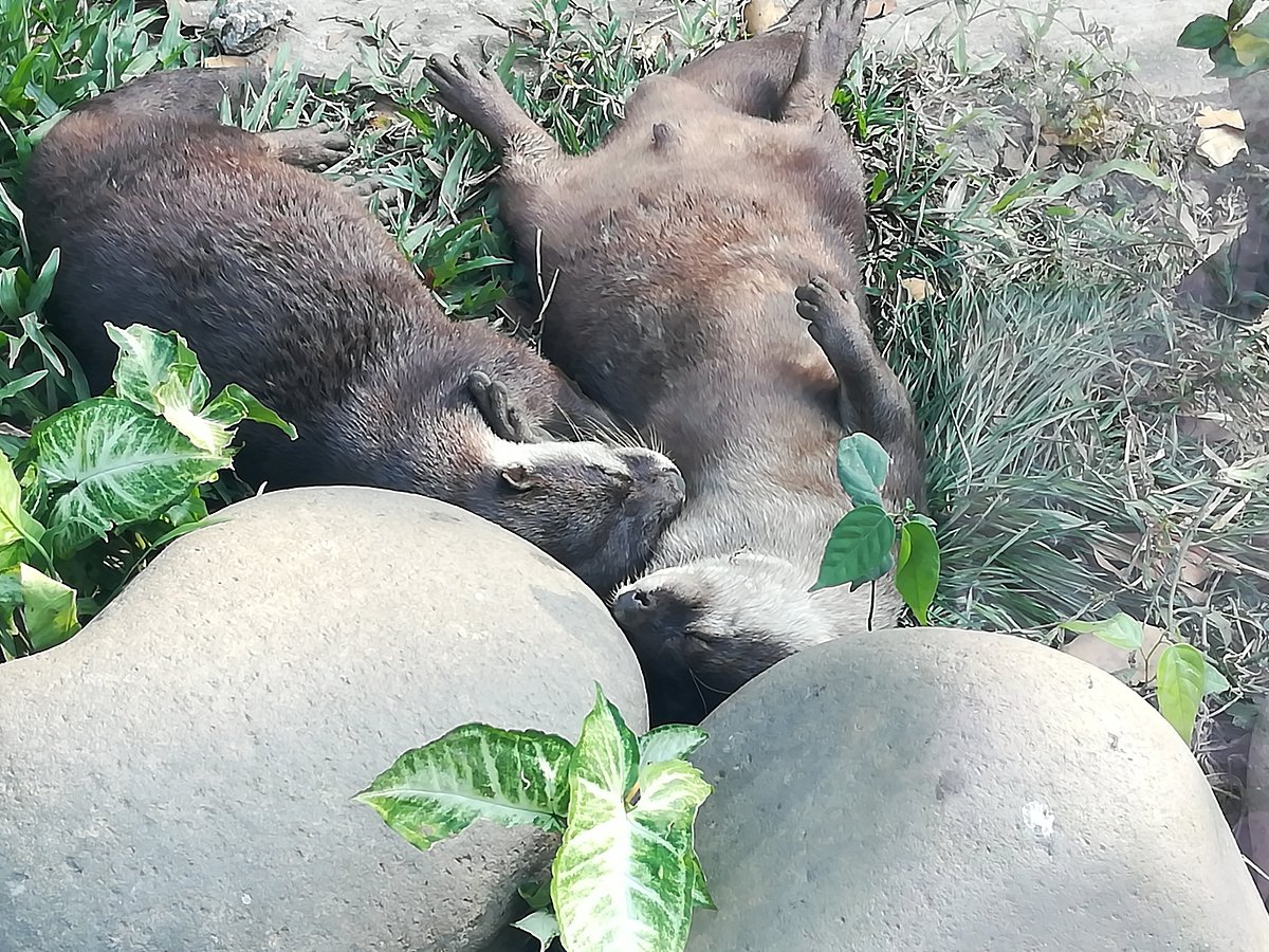 حیوانات موجود در پارک سایگون