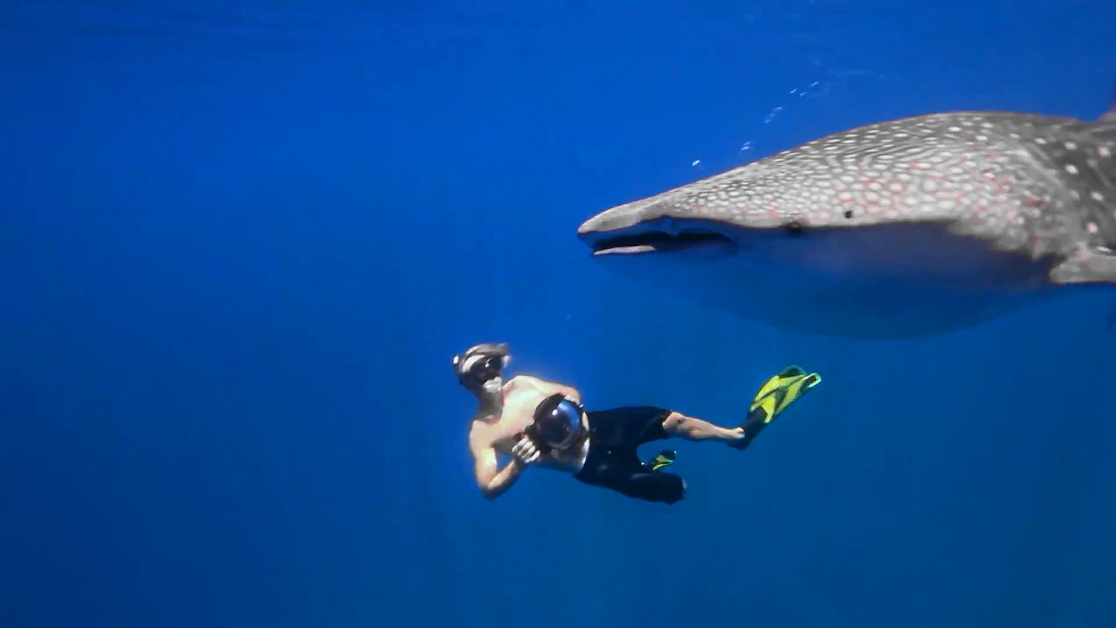 کوسه نهنگ های مالدیو