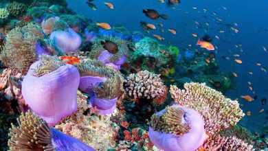Photo of صخره اچ پی، در کنار مرجان های رنگارنگ شنا کنید!| جزایر مالدیو