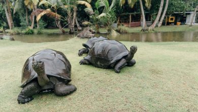 Photo of جزیره کوریوز مرکز نگهداری لاکپشت های غول پیکر آلدابرا |دیدنی های سیشل