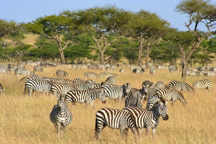 حیات وحش در آفریقا