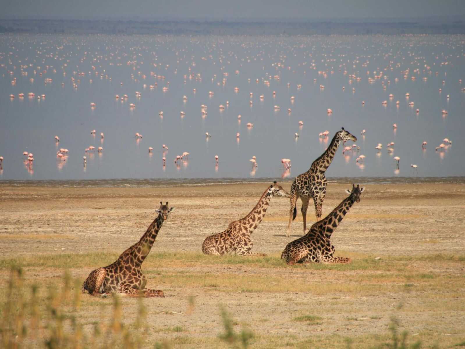 حیات وحش پارک در تانزانیا