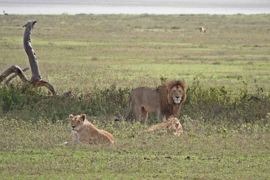 حیوانات تانزانیا آفریقا