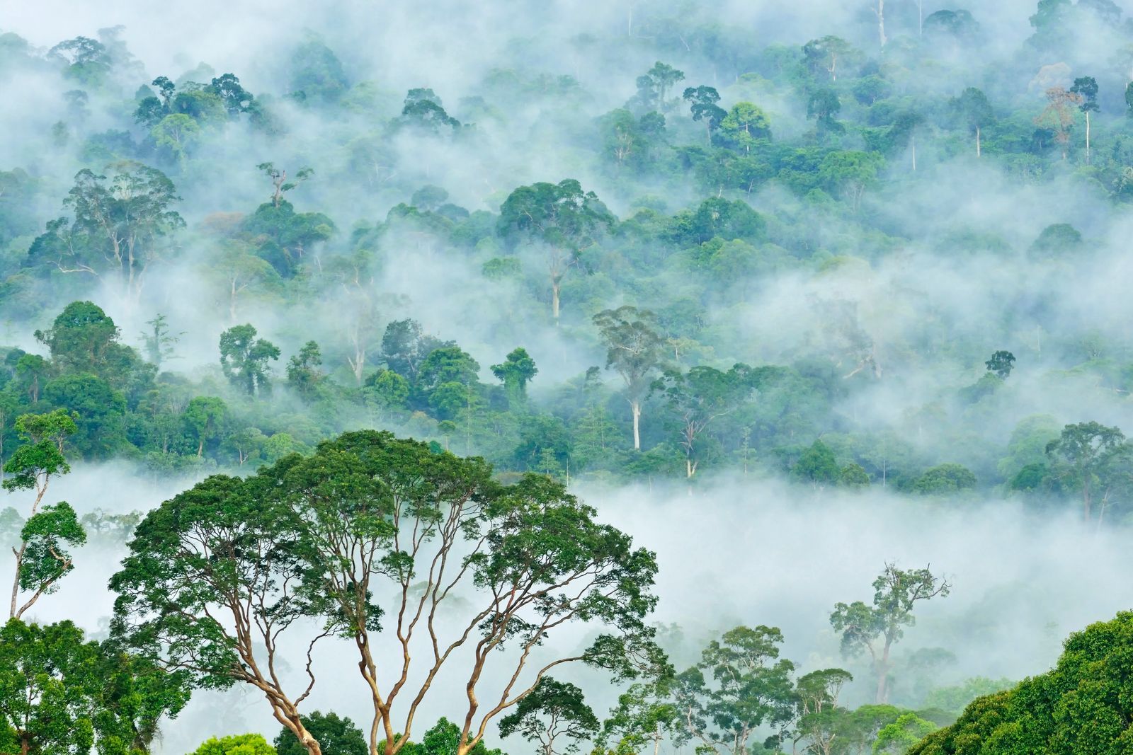 تور سافاری در آمازون آسیا