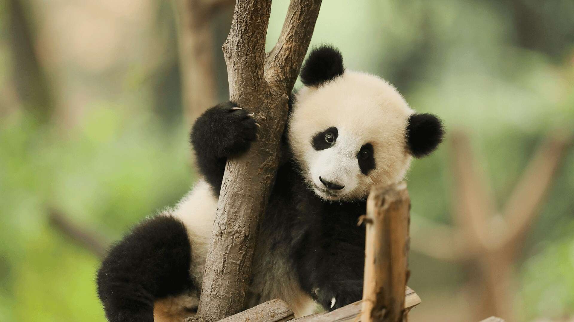 مرکز نگهداری پاناداهای چنگدو چین