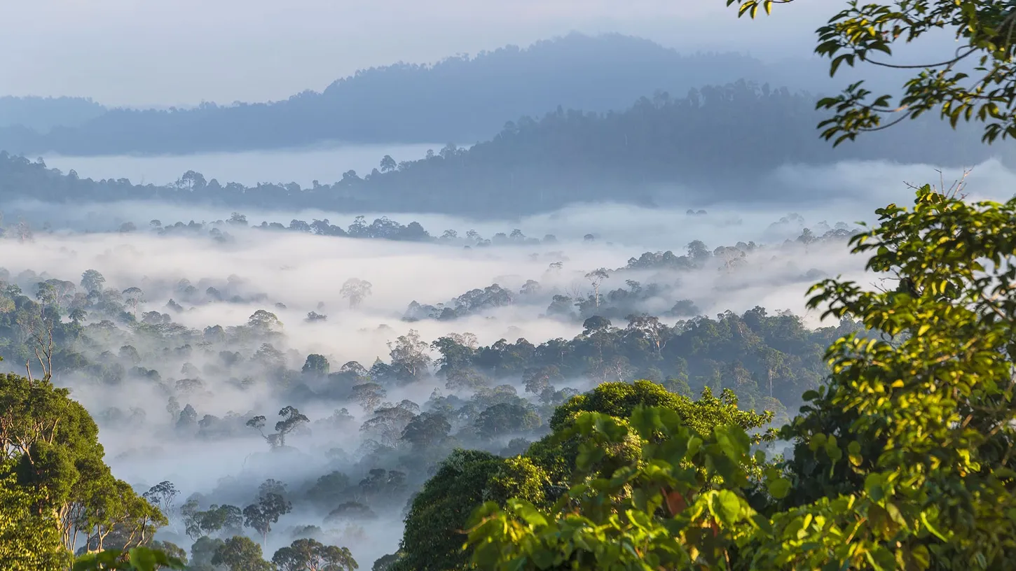 بکرترین و دست نخورده ترین جنگل آسیا
