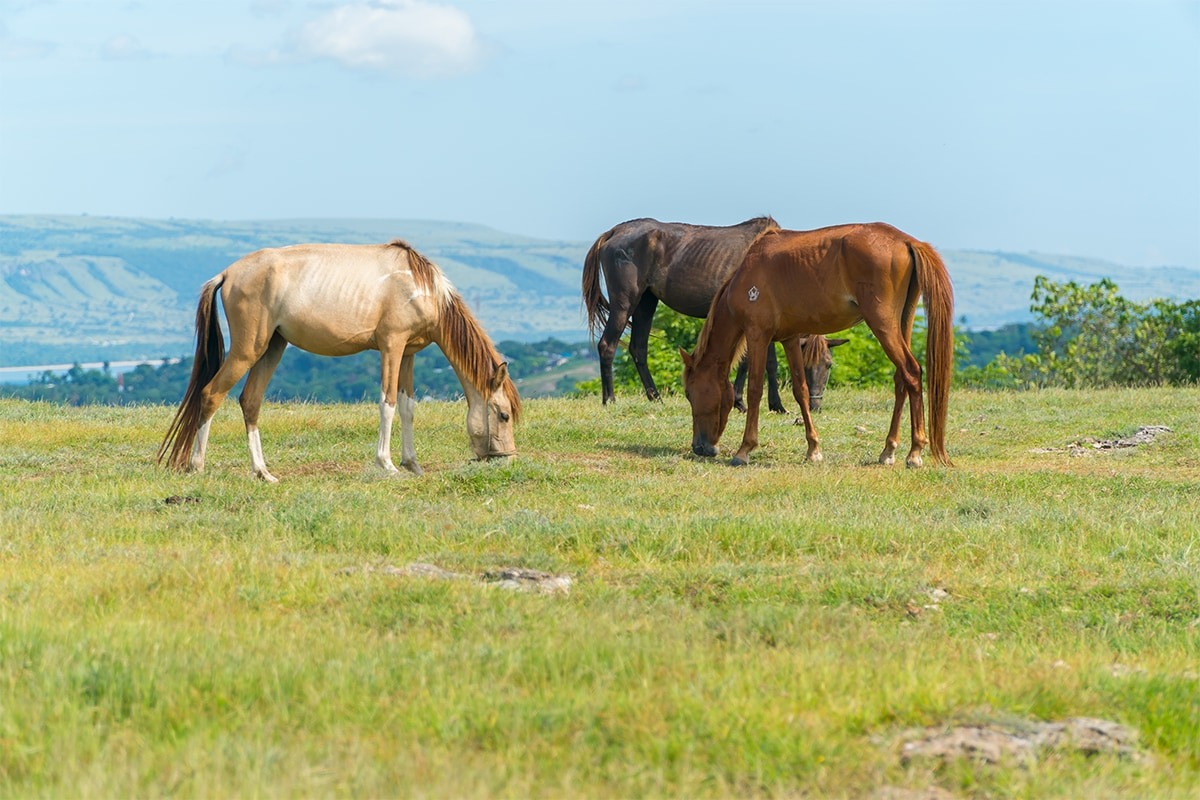 سومبا در اندونزی