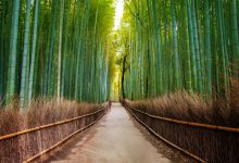 Photo of جنگل بامبو آراشیاما از معروف ترین منظره های طبیعی ژاپن | دیدنی های ژاپن