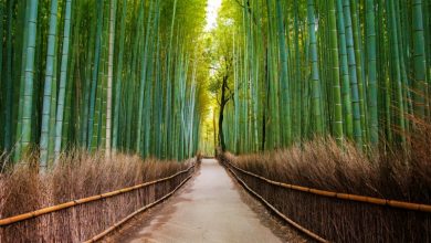 Photo of جنگل بامبو آراشیاما از معروف ترین منظره های طبیعی ژاپن | دیدنی های ژاپن
