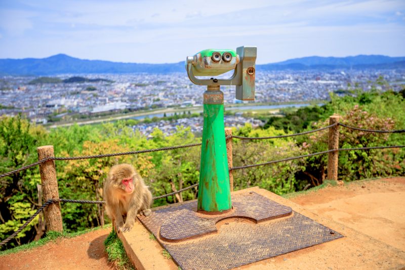 پارک میمون ها در اطراف ژاپن