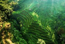 Photo of مزارع برنج تگالالانگ اوبود بالی ، منظره ای از دل بهشت