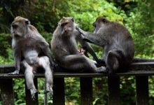 Photo of جنگل میمون اوبود بالی با وسعتی حدود ۱۲٫۵ هکتار و بیش از ۱۲۰۰ میمون