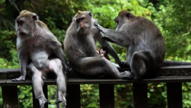 Photo of جنگل میمون اوبود بالی با وسعتی حدود ۱۲٫۵ هکتار و بیش از ۱۲۰۰ میمون
