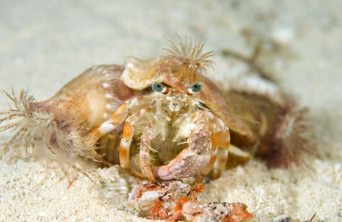 Decorator Crab