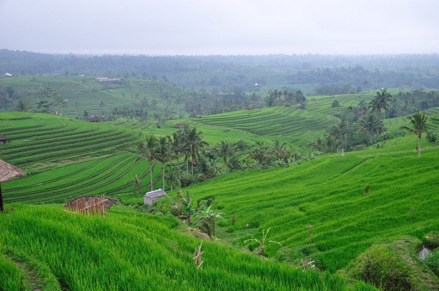 arrozales bali