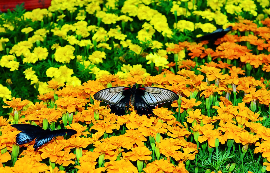 Dubai Butterfly Garden