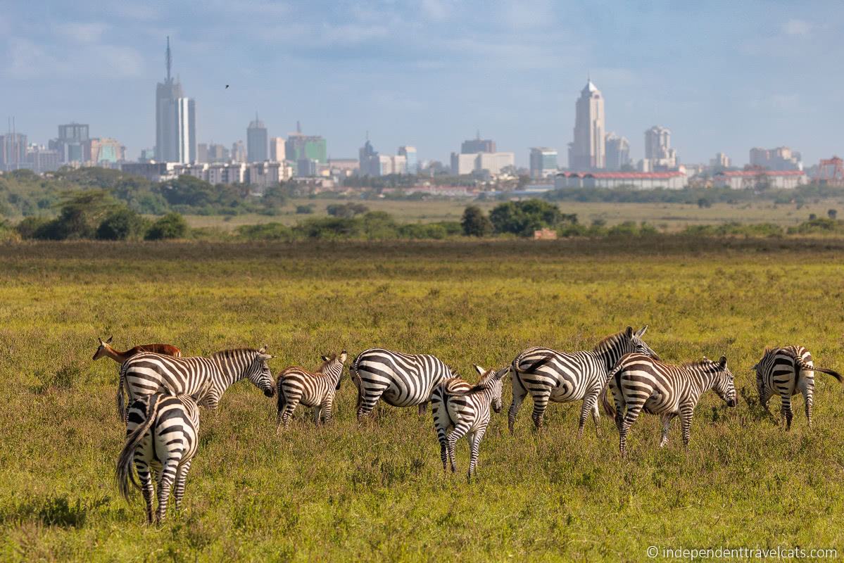 Nairobi-National-Park-6