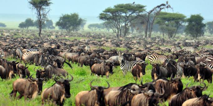 Wildebeest-Migration-Africa-Overland