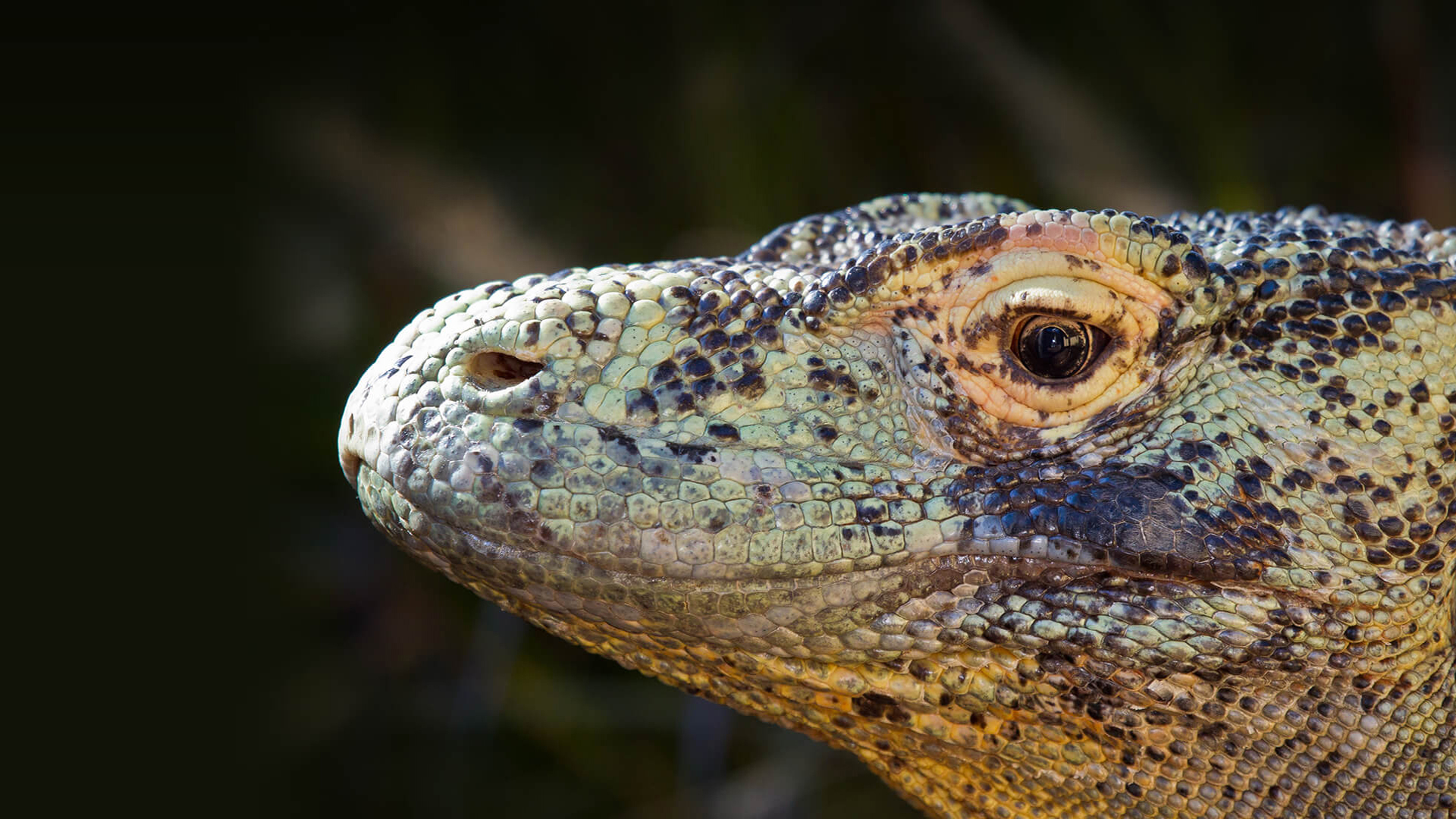 komodo dragon