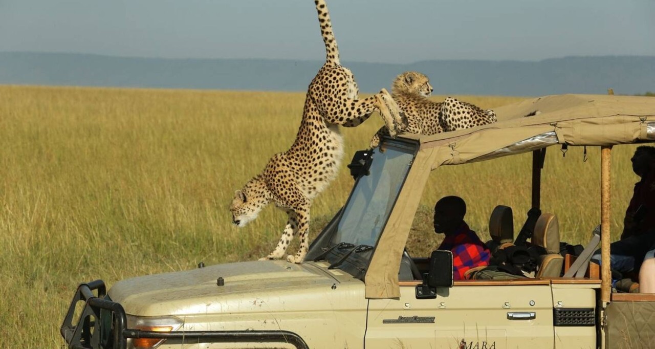 safari in kenya