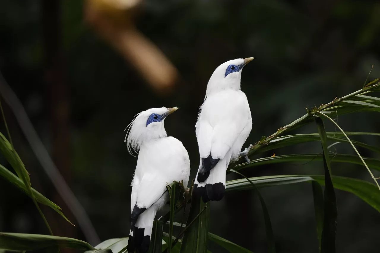 Bali Myna or Jalak Bali