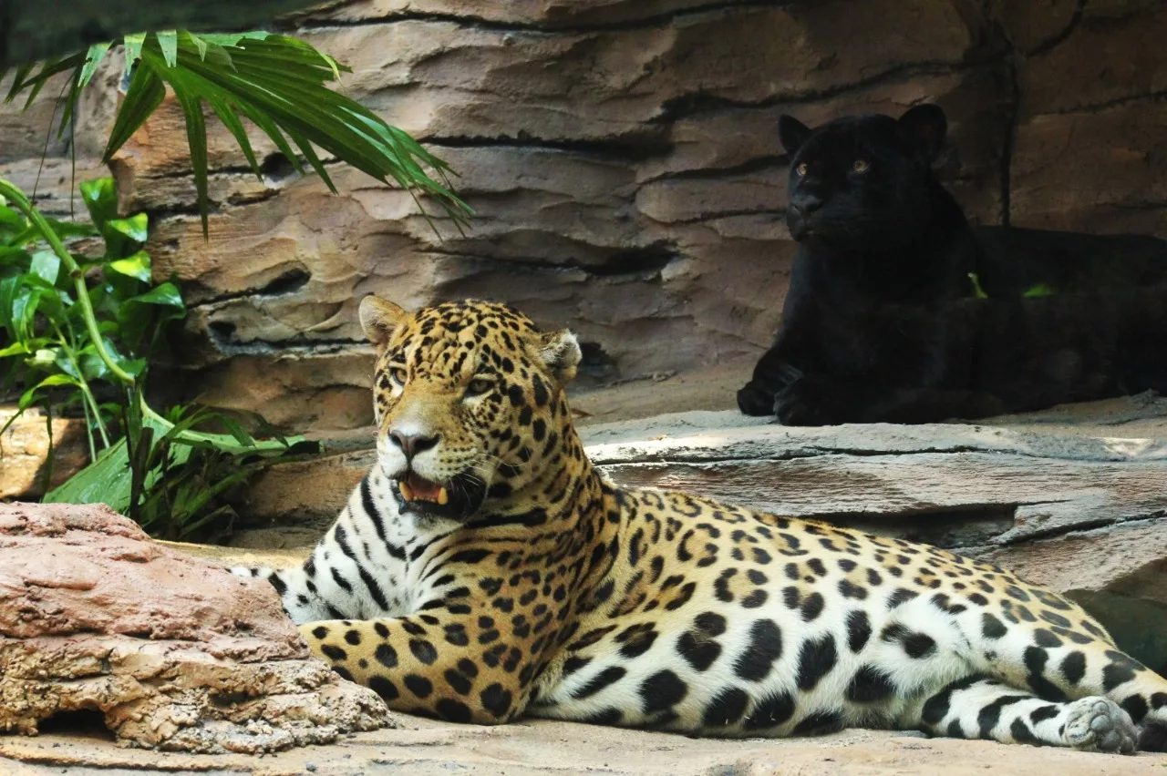 Jaguar at Taman Safari