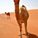 oman